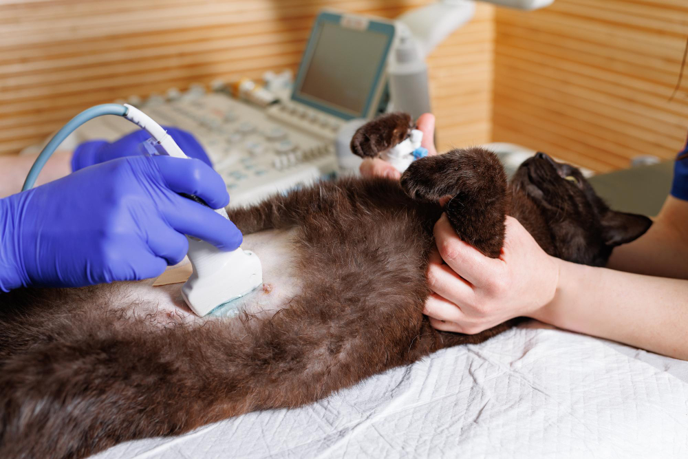 Ultrasound in Bassett